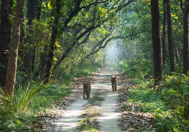 A jeep safari trail through the forest of Jim Corbett National Park, India's oldest tiger reserve