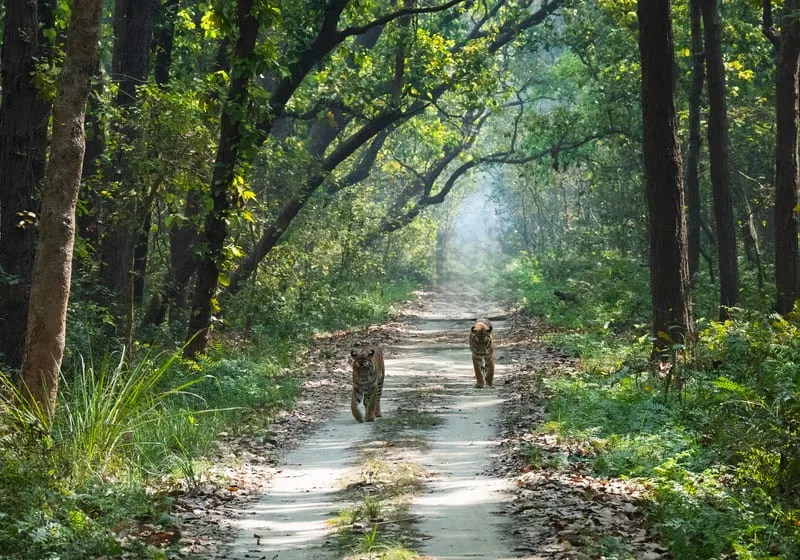 A jeep safari trail through the forest of Jim Corbett National Park, India's oldest tiger reserve